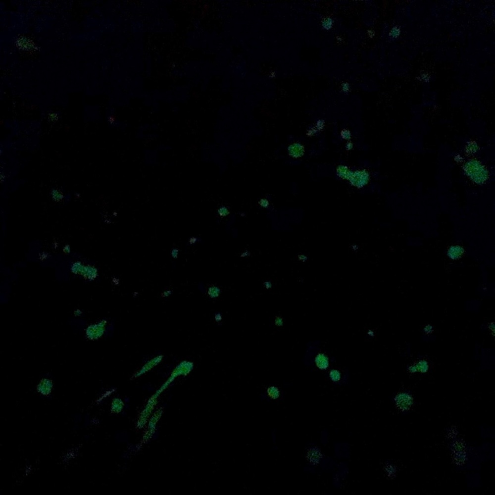 Rockets of Awesome boys long sleeve shirt Glow In The Dark 7 - Picture 4 of 4